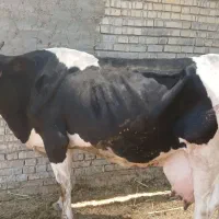 حمیدیه  روستای  دهکده