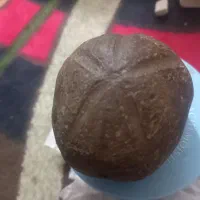 باسلام یک جفت سنگ فسیلی