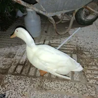 اردک 5 ماهه