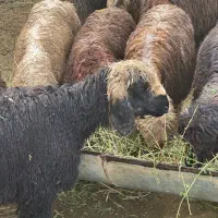 بره