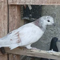 کفتر
