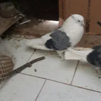 کبوتر دوکت ۳جفت