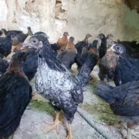 پیش فروش جوجه گلپایگانی در کاشان