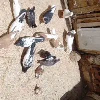 کفتر