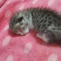 واگذاری گربه به یه سرپرست مسئول
