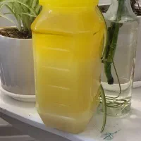 روغن حیوانی (گاوی)