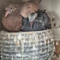 کفتر کبوتر پرنده پرشی فروش