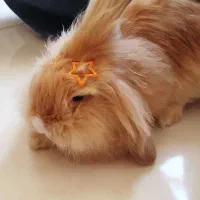 خرگوش