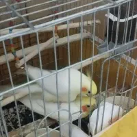 عروس هلندی مولد