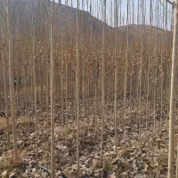 نهالستان درخت چنار و صنوبر