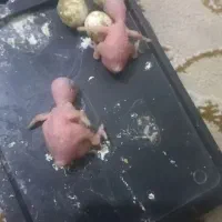 مرغ عشق جفت و تک حراج