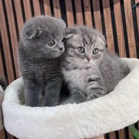 توله گربه اسکاتیش سلیور