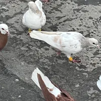 خوشرنگ هفترنگ