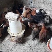 جوجه های سالم محلی