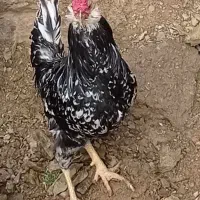 خروس