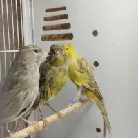 قناری نر و ماده جوجه