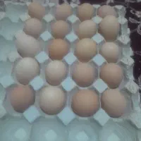 تخم مرغ خونگی