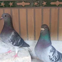 جفت آلمانی اصیل