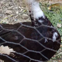 اردک شمالی