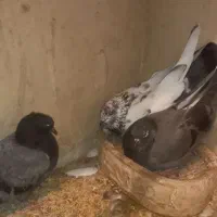 کفترپرشی به شرط پریدن ساعتی میپره،نرو،ماده