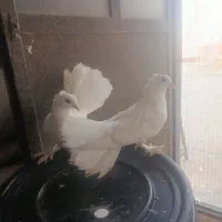 کبوتر‌دمچتری