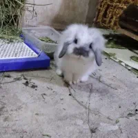 خرگوش لوپ1ماهه، 4ماهه و 8ماهه