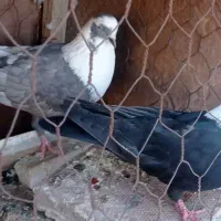 کبوتر مخمل الماسی