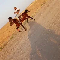 دُل دُل قهرمان اسب یورقه