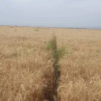 گندم افتاب  بذر۶تن‌کیلو ۵۰تومن