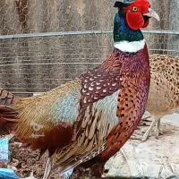 فروش مرغ و خروس قرقا ، وول