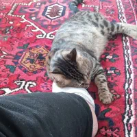 نیازمند گربه مادر