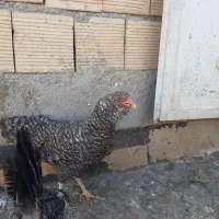 مرغ جوان