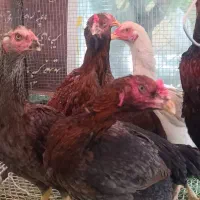 فروش مرغ و خروس لاری مولد + جوجه