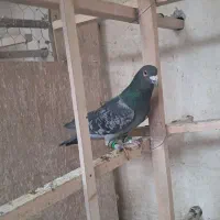 دوعددنر غریبگیری