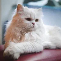 گربه|گربه|اهواز, کیانپارس |دیوار