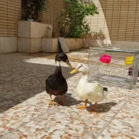 اردک جوان