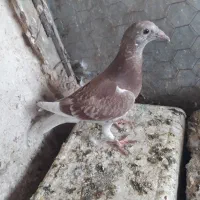 جوجه