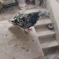 کبوتر رنگی  زات سفت