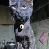واگذار گربه خونگی