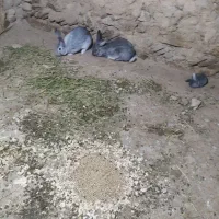 بچه خرگوش فروشی