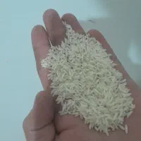 برنج هاشمی اصل ،امساله الک کارخونه زمین خودم
