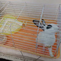 خرگوش جرسی