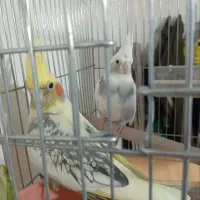عروس هلندی