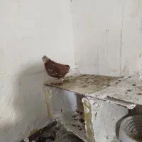 سوسنی دم سفید