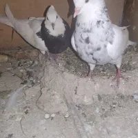 سلام کبوتر طوقی