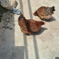 فروش تعدادی مرغ و خروس