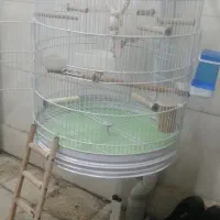 قفس طوطی