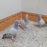 جوجه کبوتر هیچ بند