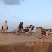 کفتر زد خوردی بمب