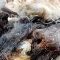 فروش پشم گوسفند
